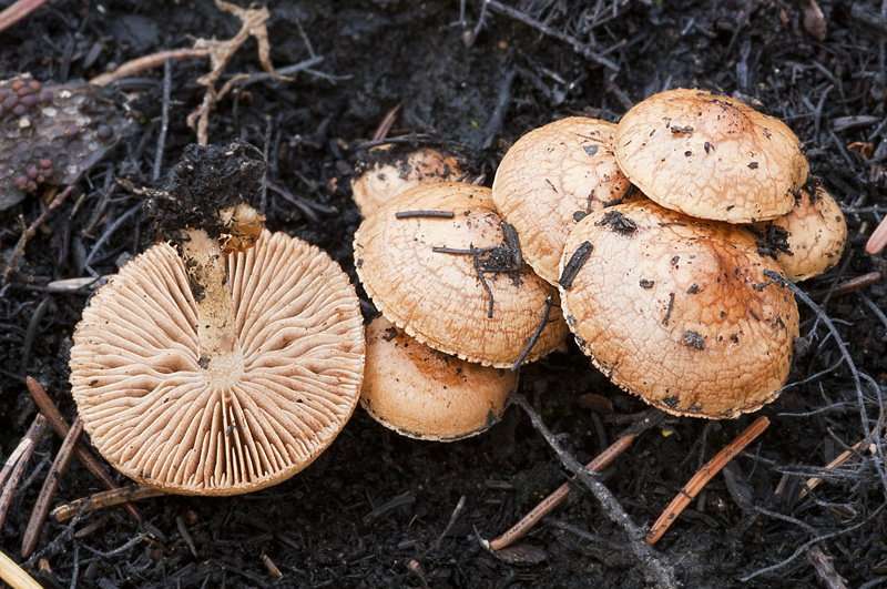 Pholiota highlandensis